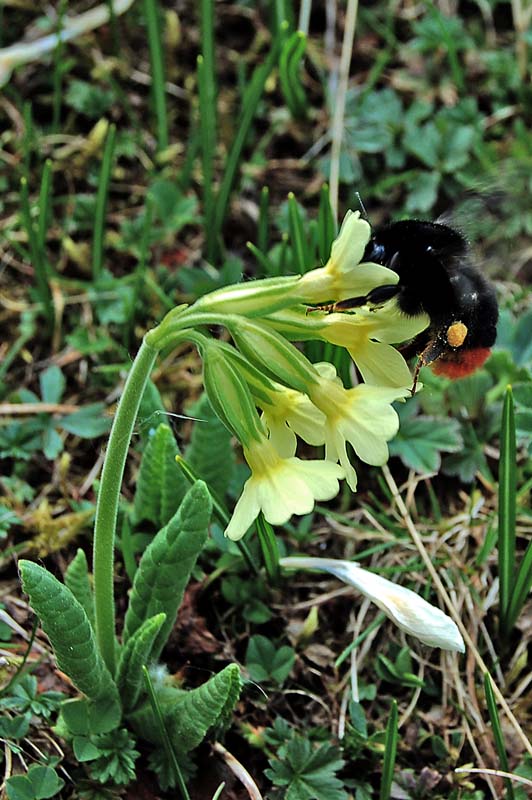 Primula veris  del Sengio Alto -  Primula x tommasinii